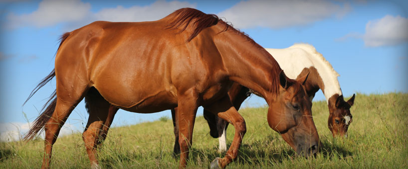 Os Cavalos das Fazendas Bergamini